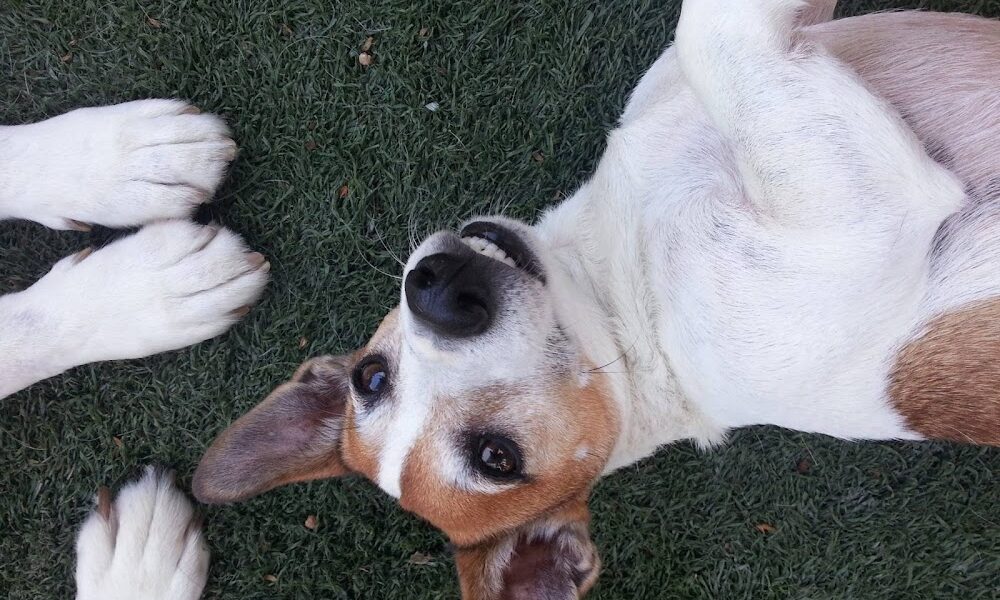 Crossroads Pet Resort, Best Behavior Dog Training, Canine Behavior Specialist