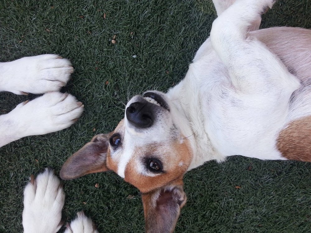 Crossroads Pet Resort, Best Behavior Dog Training, Canine Behavior Specialist